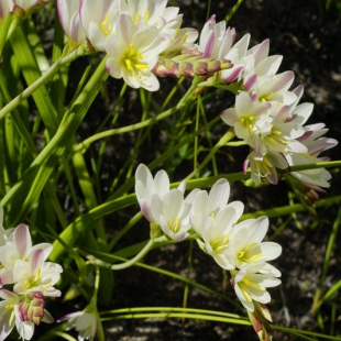 Geissorhiza imbricata